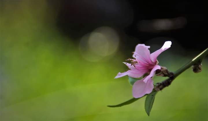 dhakalmira's tweet photo. Love this blooming peach so much :-)

#TheJoyOfSmallThings https://t.co/396K6cmNeV