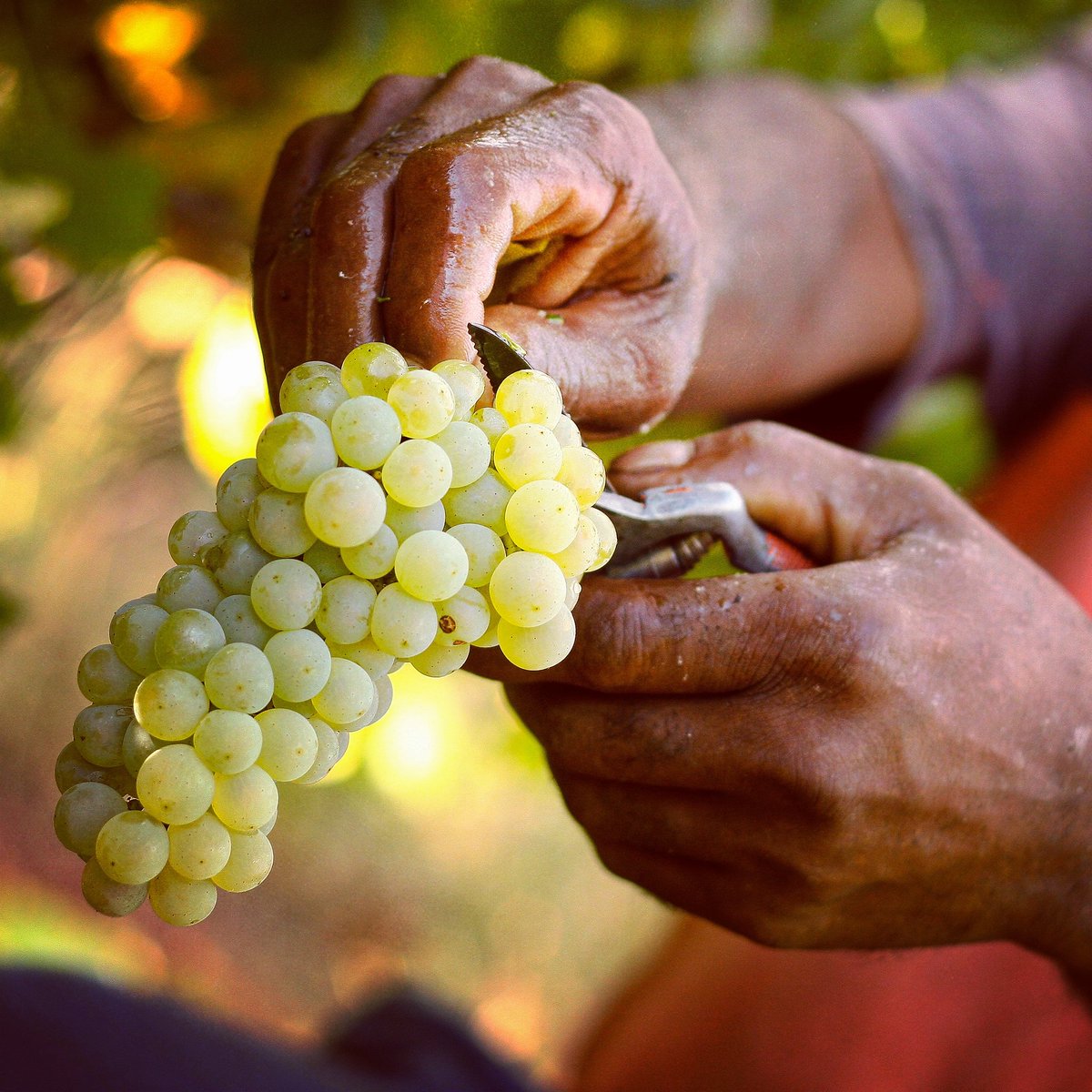 These hands care for Orange Grove Farm and Orange Grove Farm care for these hands. We provide for more than 20 families. Thank you for choosing Orange Grove Farm as your favourite destination. #visitsawinelands #capewinelands #handinhand #teamworkmakesthedreamwork