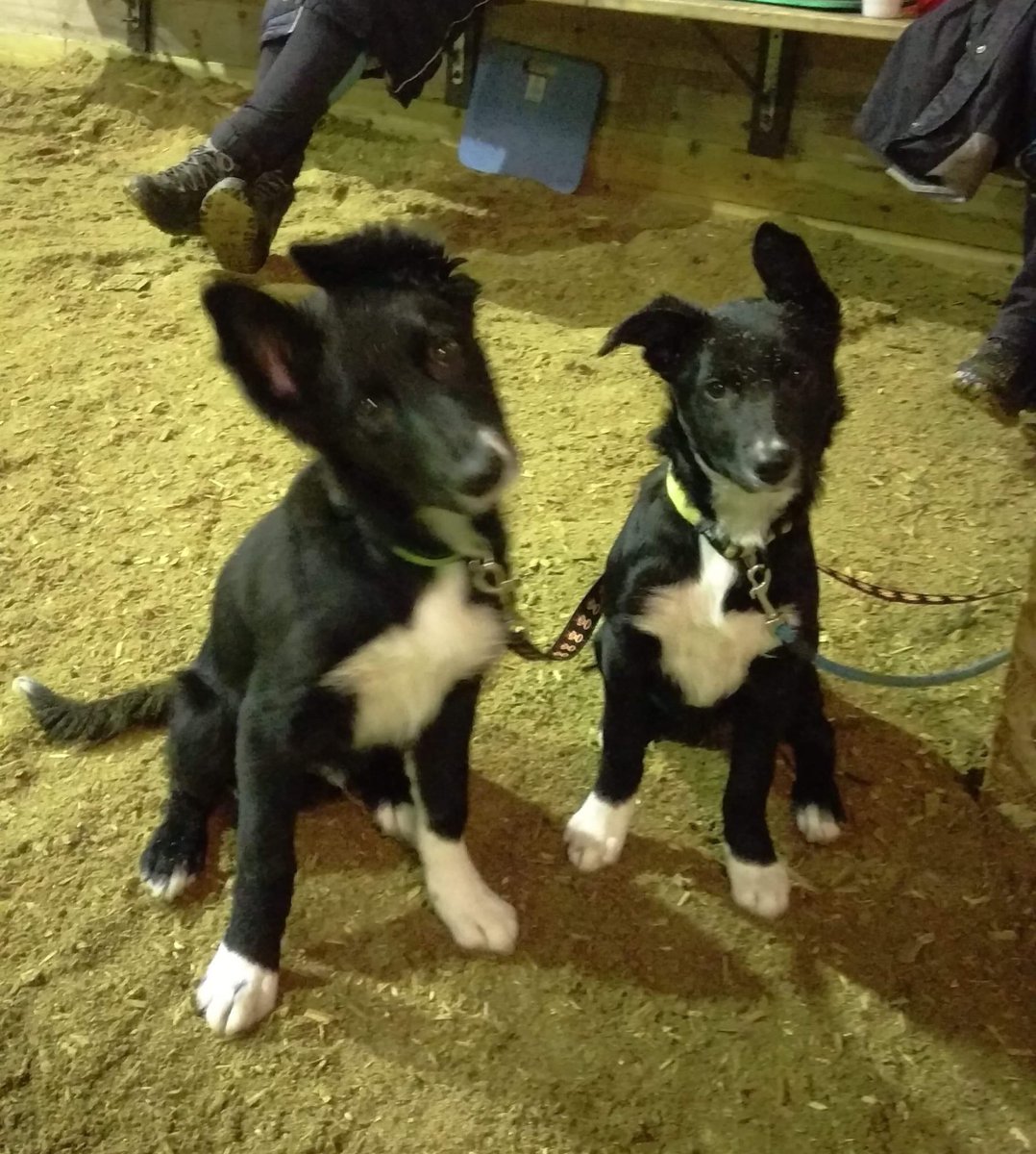 Marie Ström tweet media