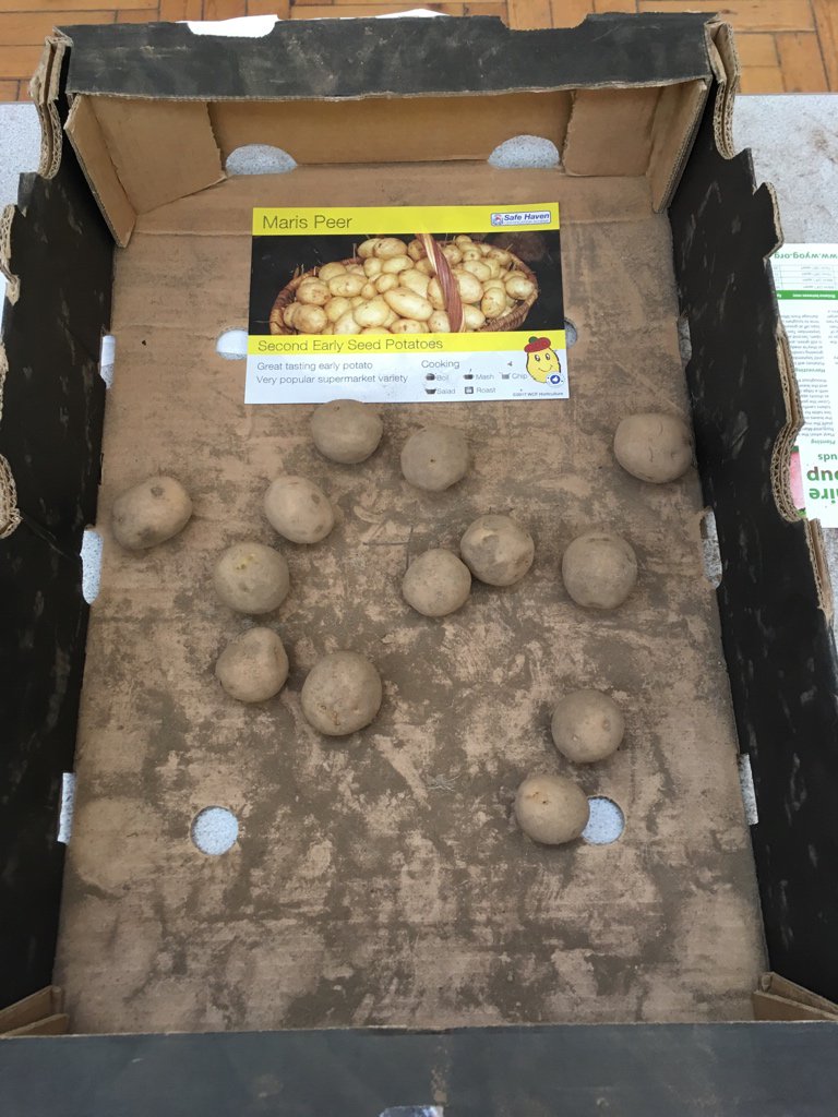 There’s a baker’s dozen of Maris Peer left at #WYOG #PotatoDay