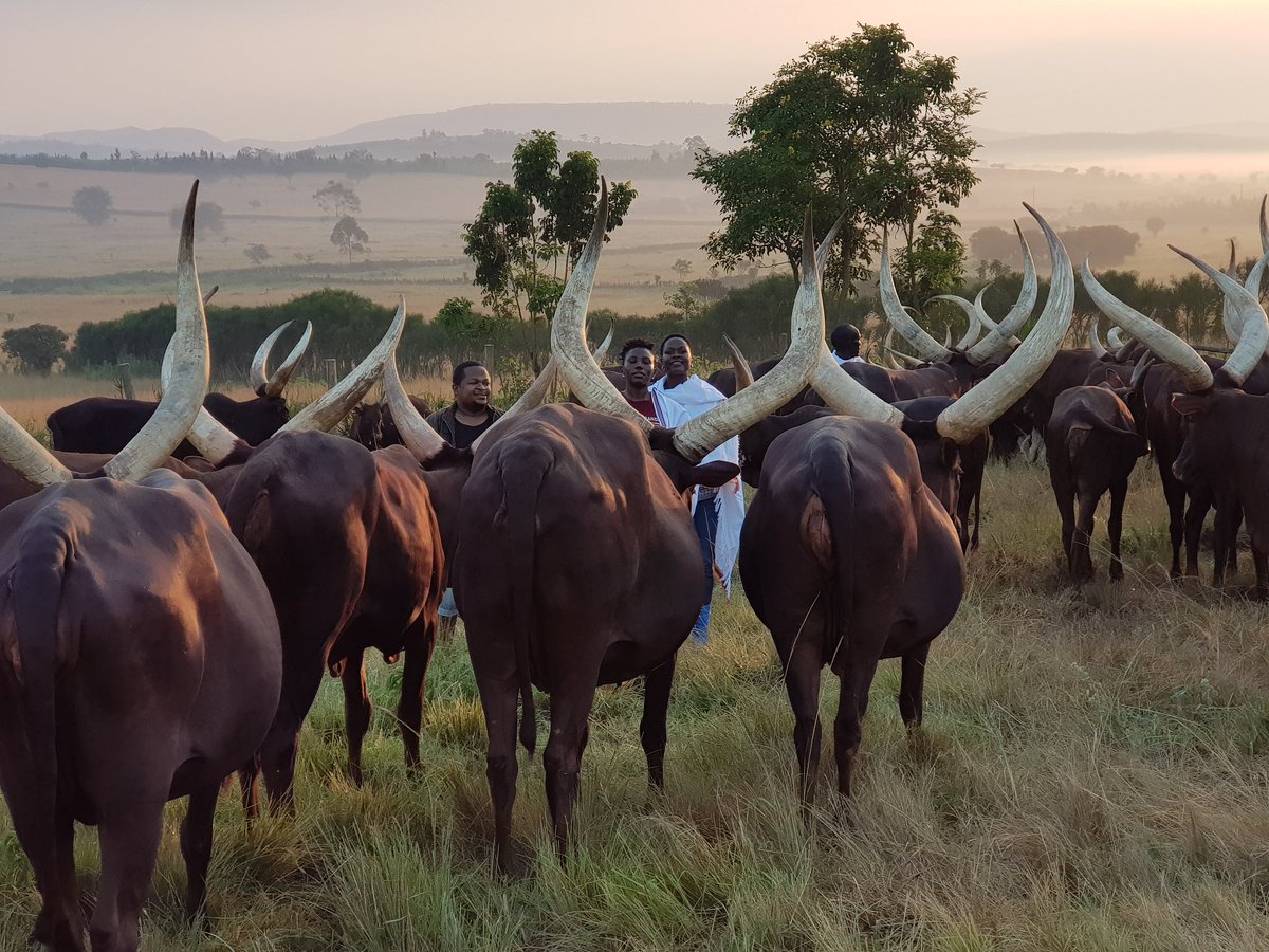 StKyamutetera's tweet photo. @emburara has breathtaking views- rolling hills, countryside farms, flora & fauna etc.
DON'T miss the #EmburaraFarmExperience- Learn & live the life, culture & norms around the Ankole long-horned cattle- the most beautiful cattle- don't argue with me! LOL
#Ondaba I'm So UG! https://t.co/IGdqqn1hhS