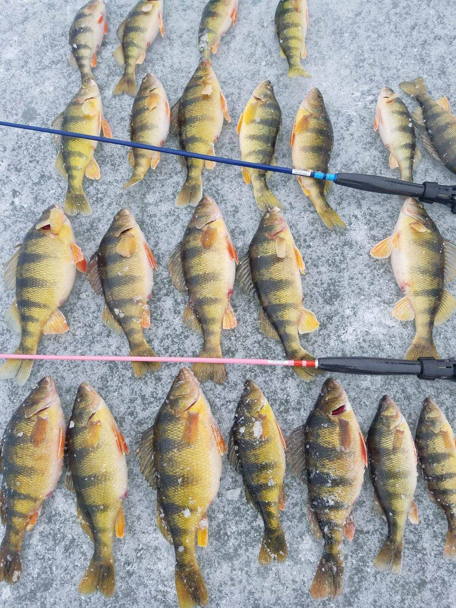 DaleRadcliffe4's tweet photo. Specie specific rods for avid ice anglers. https://t.co/GFYn0rhT7r https://t.co/QpLWYXpc8H
