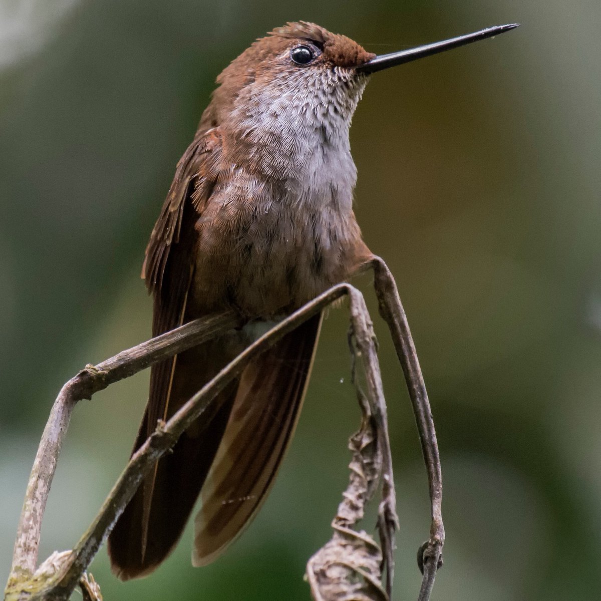diegoetorres's tweet photo. -Jefe, la impresora de colibríes se quedo sin tinta verde, que hacemos?

-Uhmm .... imprimamos la siguiente especie color bronce.

Y así fue como la fábrica de pájaros decidió que el Coeligena coeligena sería un colibrí único, sobrio y elegante. https://t.co/zI4YONYZ1K