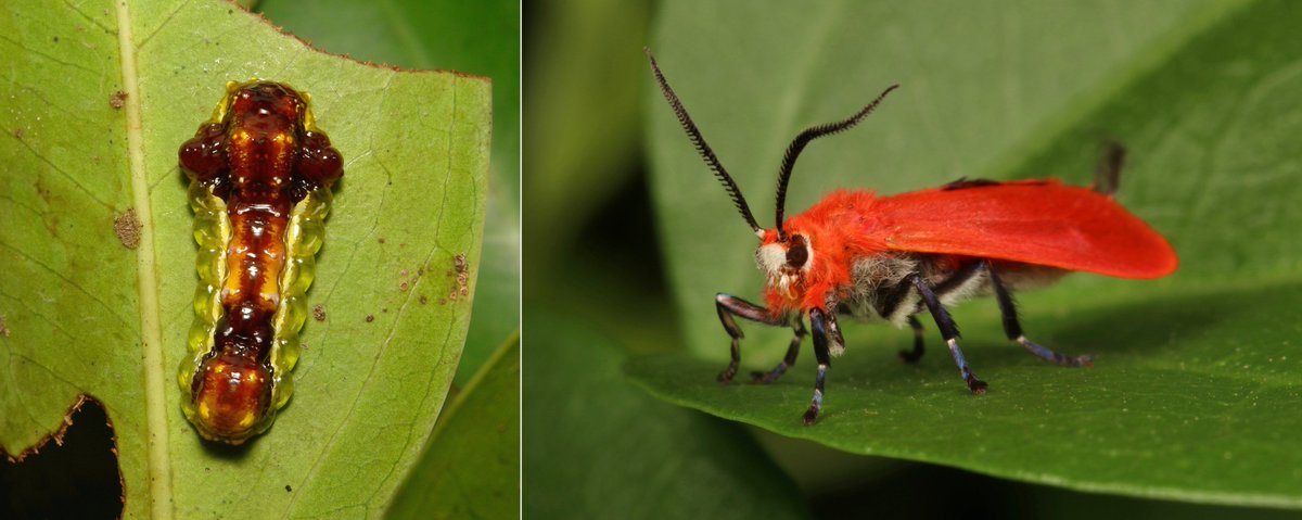 #METAMORPHOSIS - Scarlet Phaudid  #Moth (Phauda sp., Phaudidae) https://flic.kr/p/2d8vYsp  #insect  #China  #Yunnan  #Lepidoptera  #entomology