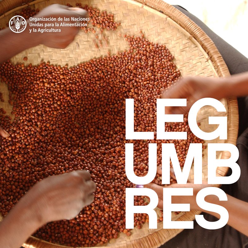 FAOAmericas's tweet image. Las legumbres son climáticamente inteligentes porque fijan el nitrógeno de la atmósfera y se lo transfieren al suelo, reduciendo la necesidad de fertilizantes sintéticos en el cultivo 

 #DíaMundialdelasLegumbres #FAOyNutrición #GlobalPulseDay #WPD2019
