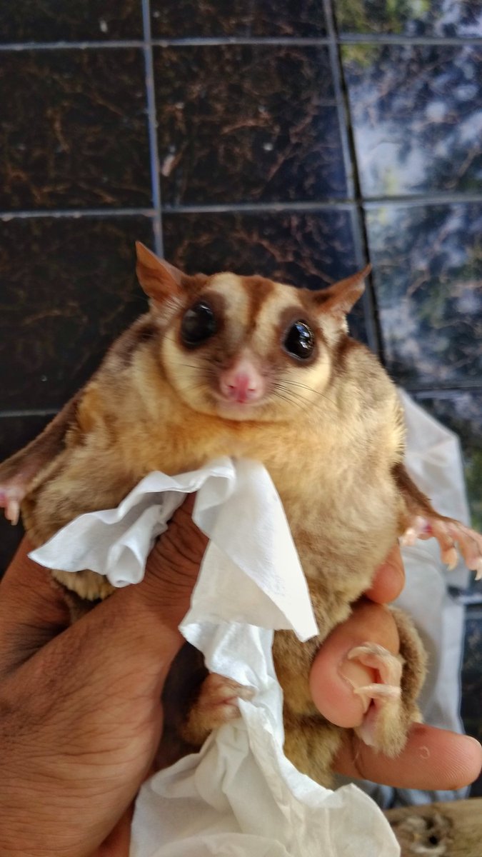 ErnestoFahmi's tweet photo. Mereka mengajarkan kita pentingnya hubungan sosial yang erat, yang tak bisa hidup sebatang kara..
https://t.co/E6qEmv0SRo
.
#IsiTasAnakTwitter #petsarefamily
#jomb https://t.co/YQ4nfIsBtA