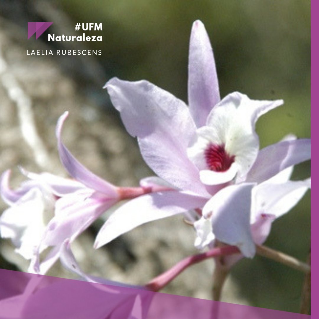 También conocida como Flor de Jesús dicha planta es cultivada por sus fragantes y bellas flores. | #UFMNaturaleza #ArboretumUFM