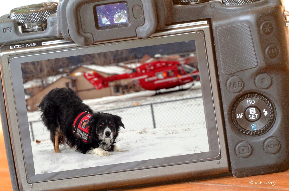Kit_K9's tweet photo. “FLYING IS LEARNING TO THROW YOURSELF AT THE GROUND AND MISS” ~ Douglas Adams
#Baillie🐾 #LiveFind #AirScent #HUSAR #DisasterResponse #SearchDog #DogsOfTwitter #K9 #BorderCollie #Helicopter #AirAmbulance #MedeVac #Airbus #BK117 #CriticalCare #FlightDoc #FlightMedic #FlightNurse https://t.co/mvXIWvB00A