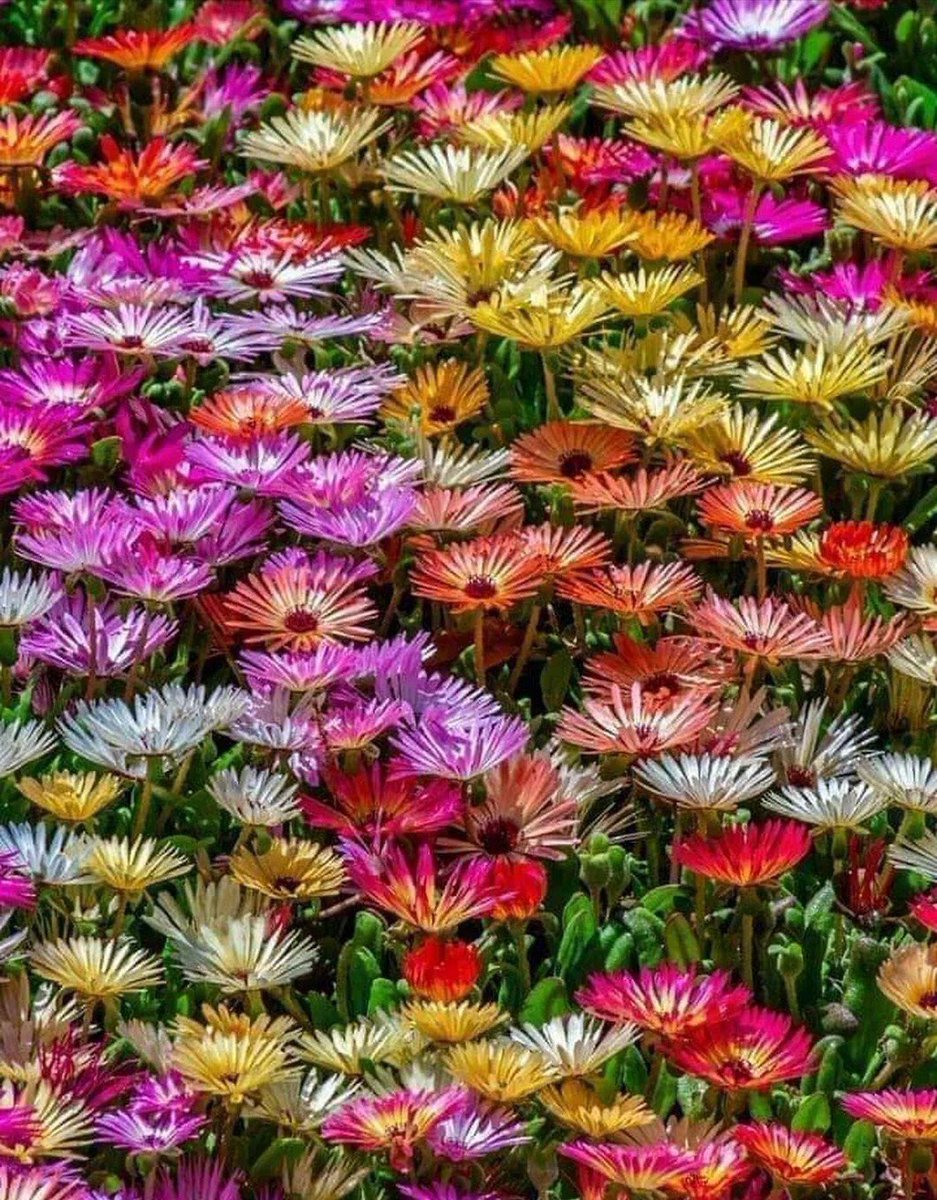 Media Tweets By Ali Maali Alimaaliali Twitter