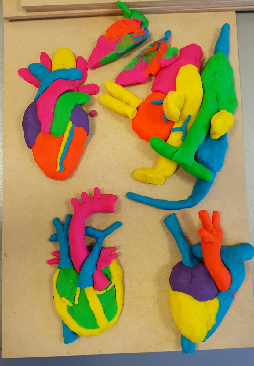 Great day with MSc Human Anatomy students @AnatomyatEd looking at arts-based approaches to teaching, including play-doh modelling if facial muscles, heart & body painting. Thanks for being so engaging! #anatomyeducation #artandanatomy #bodypainting #humananatomy #learnbydoing 🎨