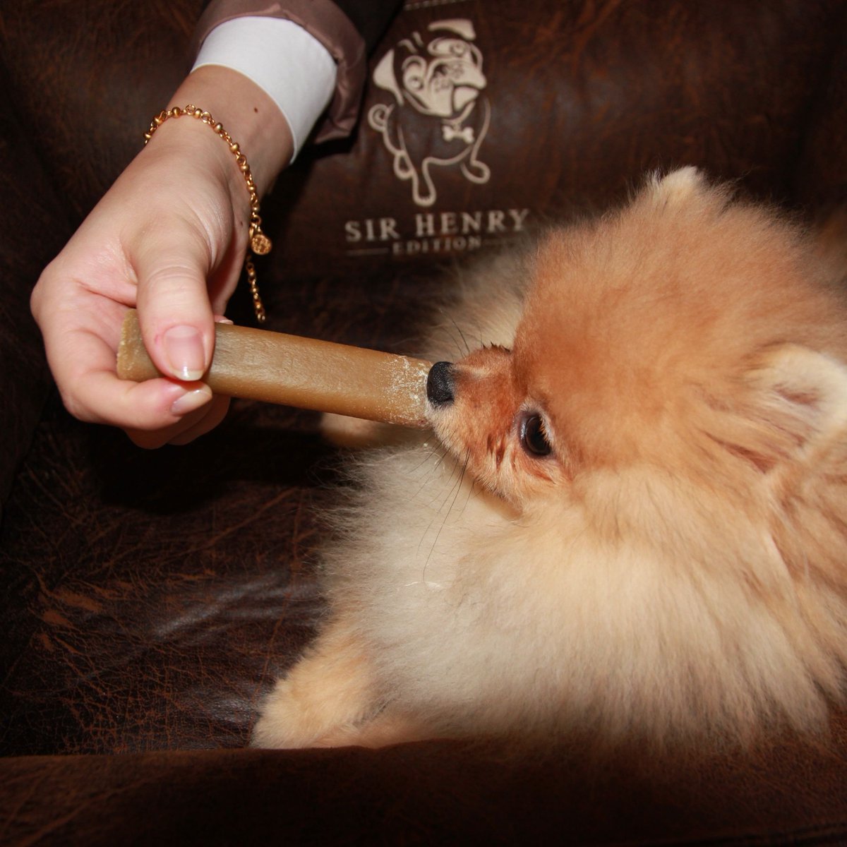Dogs are the humans best friend. We had a VIP here in the Sofitel- a little fluffy Pomeranian #welovedogs
