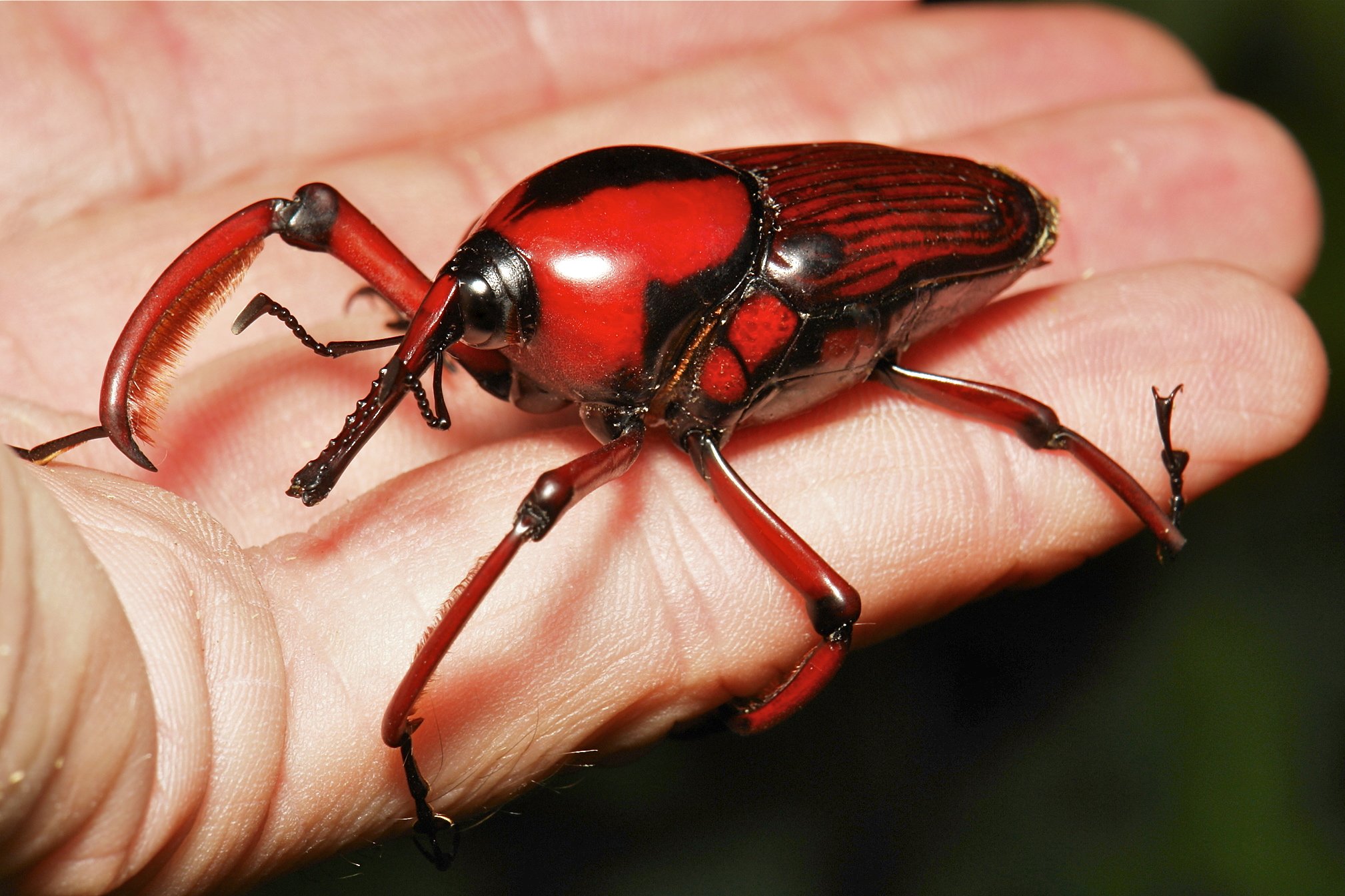 Новый вид насекомых. Жук Cyrtotrachelus buqueti. Cyrtotrachelus longimanus. Красные жуки в Тайланде. Жук-лягушка Sagra buqueti.