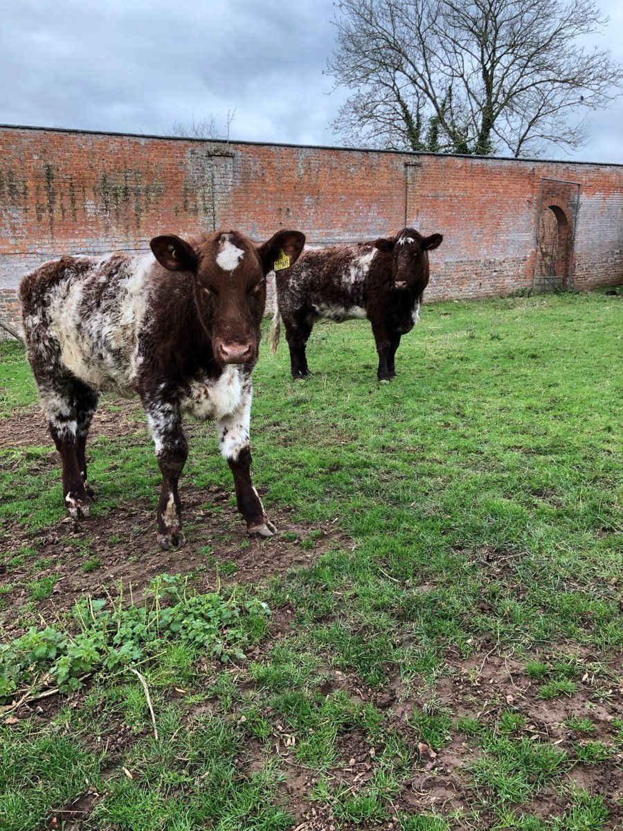 BrymoreSchool's tweet photo. We have taken delivery of a Beef Shorthorn cow &amp; a heifer from the Tofts herd of James Playfair all thanks to kind donations from the @BridgwaterAgSoc &amp; the Yeovil Agricultural Society. These cows are to enable Brymore to establish our own herd of pedigree Beef Shorthorns. https://t.co/zCphddguBP