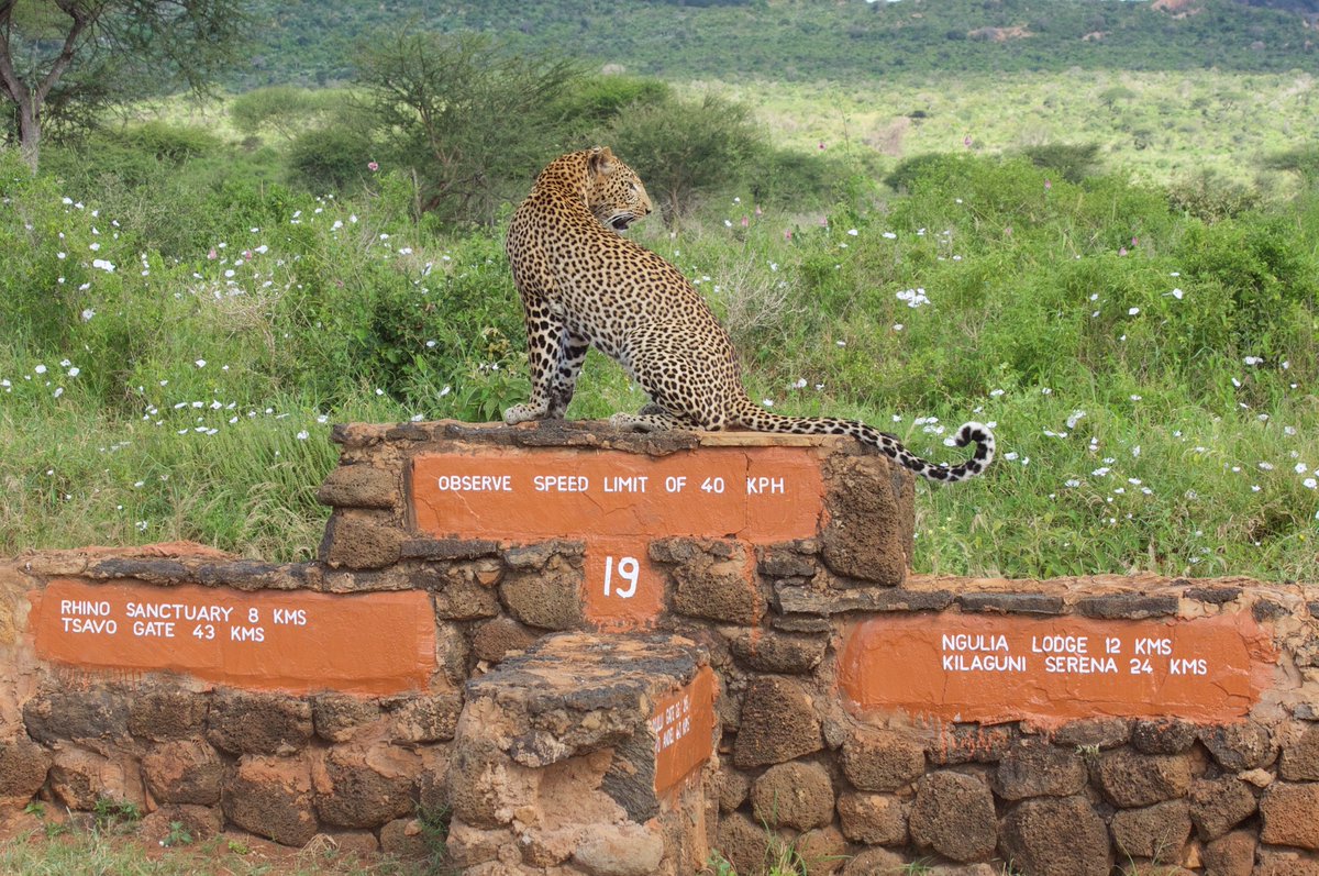 The amended Kenyan law on wildlife came into force on January 4, 2019.
Shamini Jayanathan, Barrister-at-Law and Director of Wildlife Law &amp; Justice at <a href="/SpaceforGiants/">Space for Giants</a> explains what the amendments represent bit.ly/2FUpwEp