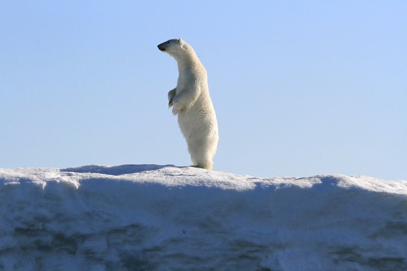 TheGreenPlan8's tweet photo. Animal Focus: The Polar Bear https://t.co/7l8HDDkVfB https://t.co/JXfqx6dOqI