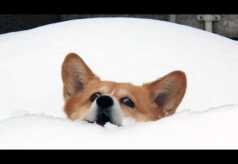 We hope all our pet friends and family stay warm today! Ensure the whole family is bundled up! #snowday