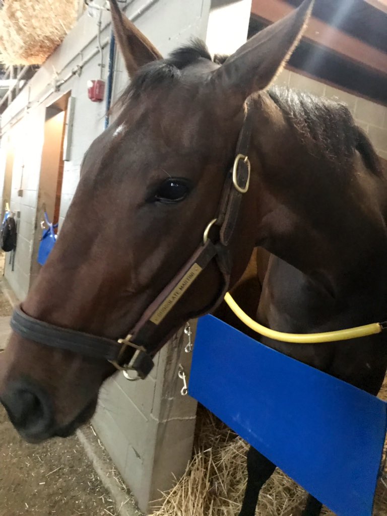 TomAmossRacing's tweet photo. Chocolate Martini  worked for the first time since coming back to the @fairgroundsnola. An easy half mile at 49.4 targeting a late February or early March 2019 debut. Cheers ! 🍫🍸 https://t.co/XNdllexll4