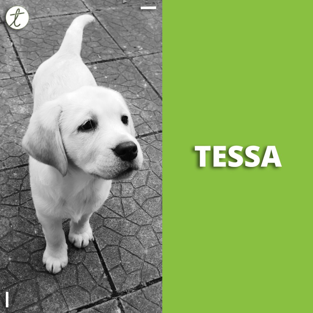 threadlegal's tweet photo. Say hello to our new #recruit, Tessa! Tessa is a #labrador puppy, whose main skills are #chasingballs, #lookingcute and #gettingveryexcitedwhenpeopleplaywithher! #officedog https://t.co/FjVNb89dgE