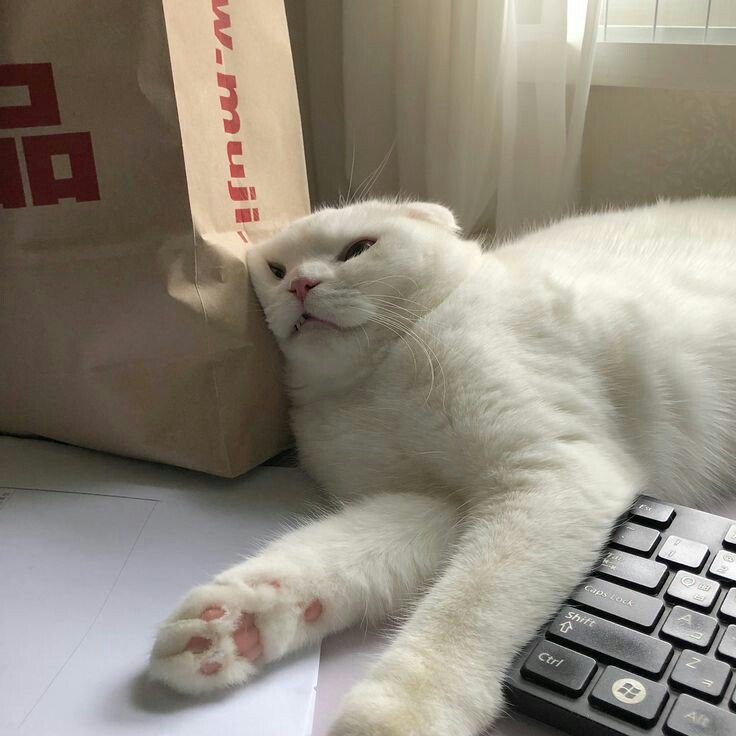 อ๊องแอ้ tweet media