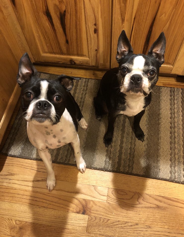 Gunner_412's tweet photo. This is my Uncle Bo Bo on the right. We are doggie sitting him for a few days. He likes to bark and nip at me because I’m in his face too much.  LOL https://t.co/KCMTrhOvUu