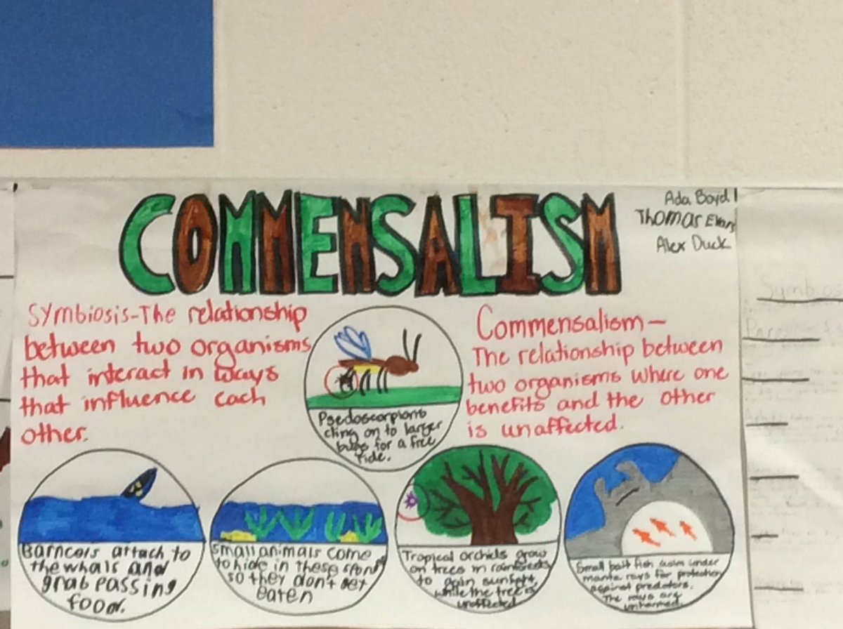 HagenQuinn's tweet image. We’re learning about symbiosis! #msscience #gallerywalk #SMMHSsoars