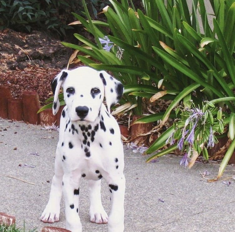 Dog__360's tweet photo. Happy Monday 🐾 Tag a friend who would enjoy this 📸 Ig @dalmation.dogs
•
•
•
•
•
📦 Save 10% off your next order with promo code “POOCH360” ➡️https://t.co/lqYMmaqpjW #dog360 https://t.co/tqQISgrQvs