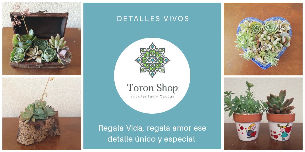 ShopToron's tweet photo. Tenemos ese detella vivo especial
#toronshop #amamoslassuculentas #succulents #suculentas #naturaleza #amor #personalizado #hechoamano #recuerdosvivos #felicidad #cactus #cactuslover #fanáticosdeloscactus #terrarios https://t.co/1qEKqZo5fA