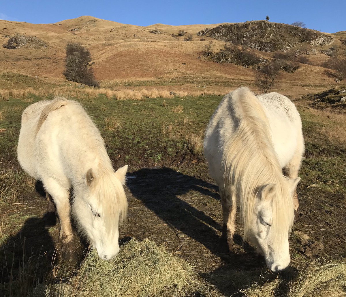 craiglodgecom's tweet photo. Lunch with a view 😊 #liftupyoureyestothehills #hollytree #crossmountain 🐴🐴❤️❤️ https://t.co/u4P5BQXH0l