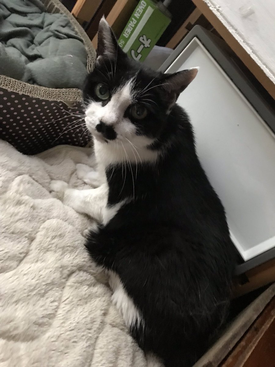 WgssDwq0AzgTMP4's tweet image. 19年間お疲れ様！よく頑張った！！
ももちゃんとの思い出いっぱいつくれた！😚
最後の最後まで元気に返事とかしてて偉かった！
天国でも元気にしてや！！
ありがとう お疲れ様🐱

平成31年 1月28日 永眠

 #猫
 #思い出
 #ありがとう 
 #天国
 #ももちゃん
 #白黒猫
 #ハチワレ
 #マスクキャット