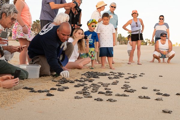 On a recent trip to Cabo, we enjoyed a sea turtle release party. If you ever get the opportunity to experience one, do it. You can't help but cheer on these cute babies as they head to sea. ow.ly/LNsm30ntMaf #seaturtlerelease #turtles #cabolife #mexico