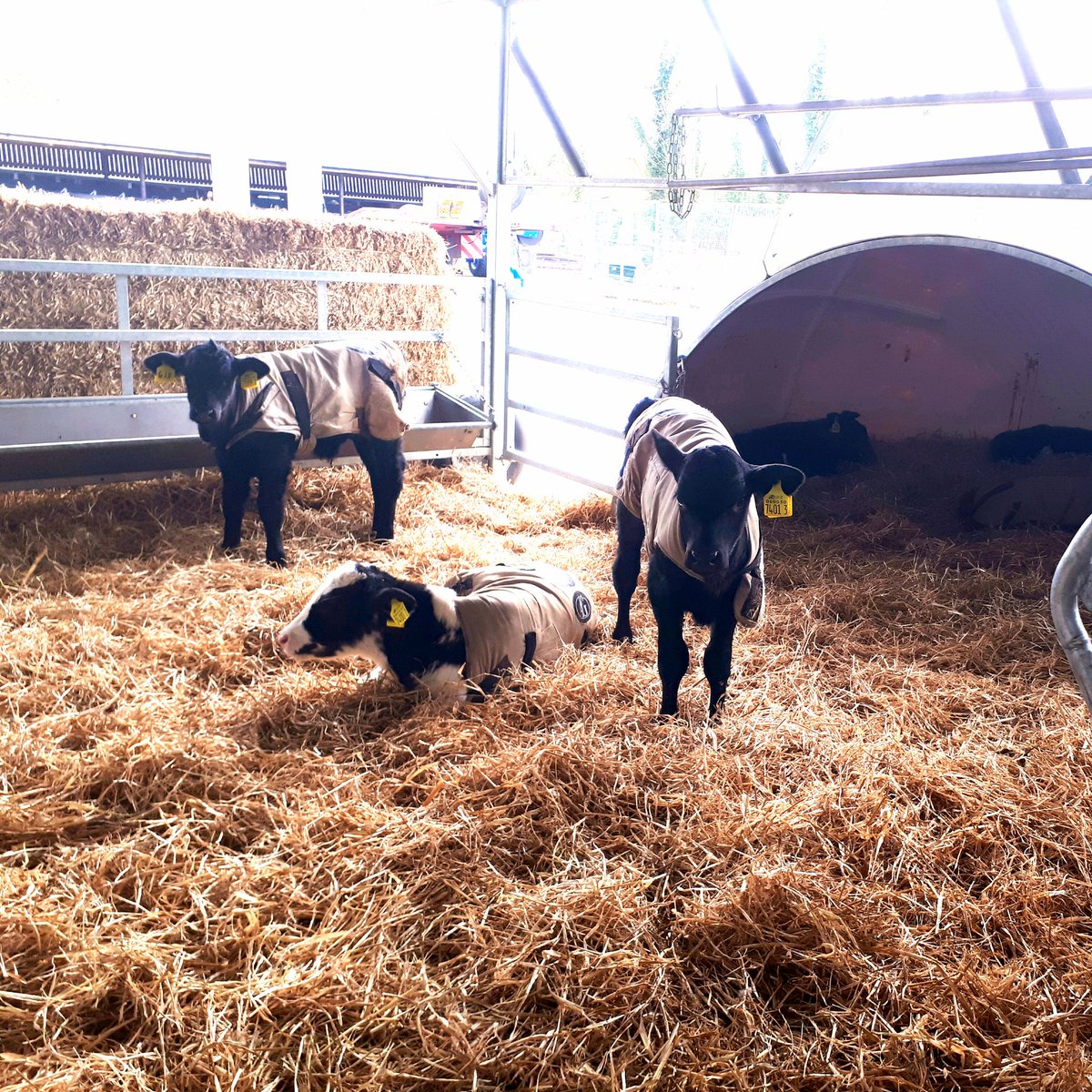 Laura McConnell tweet media