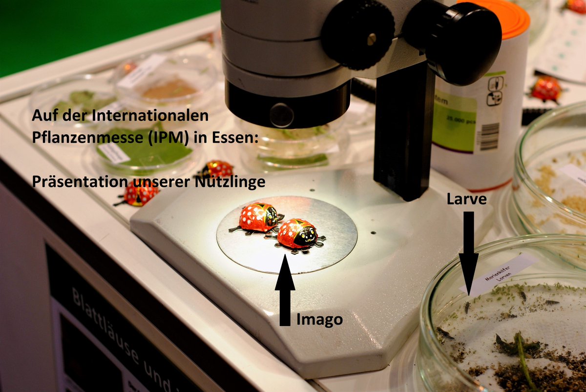 Letzte Woche auf der IPM in <a href="/Essen_Ruhr/">Stadt Essen</a>: die neusten Nützlinge unter dem Mikroskop betrachtet. 
#ipmessen #biocontrol #insectswetrust #coccinella