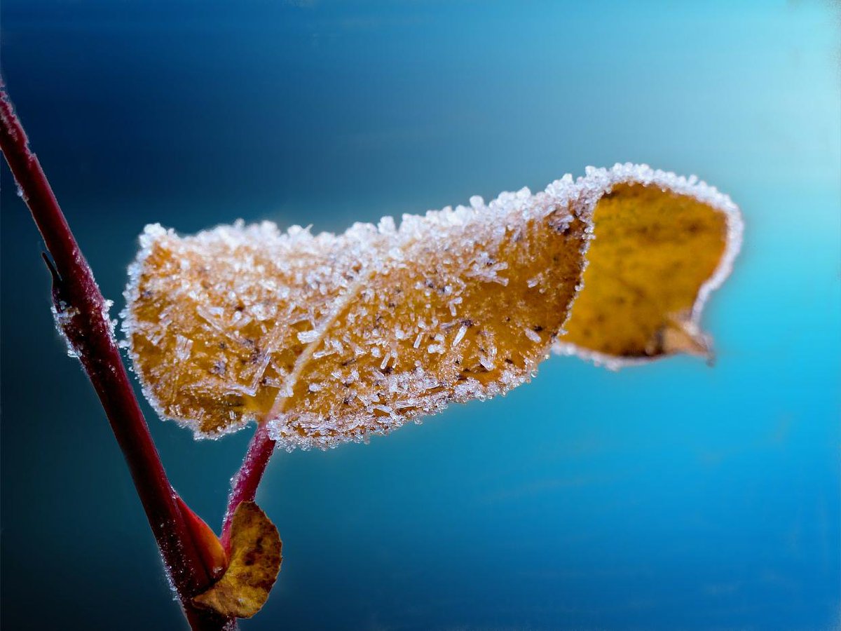 Läuft Ihr Frostschutz noch auf Hochtouren oder sehnen Sie sich bereits nach den ersten Frühlingsboten? ecs.page.link/6Tw7