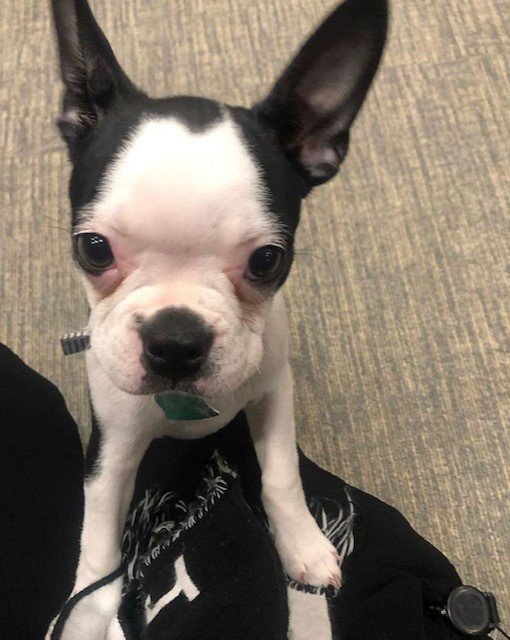 Meet our newest furry resident Miu-miu. If you see Miu-miu around, give her a warm welcome and say hi👋🏼. It was so nice meeting you today! Welcome to 10 Light.