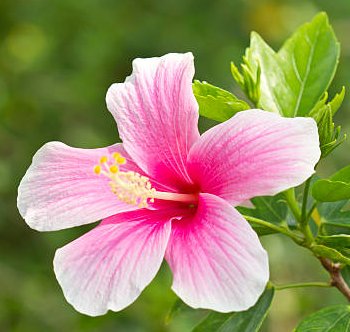 PlantCalifornia's tweet photo. #DYK? There are edible options for your garden beyond just fruits, vegetables, and herbs—you may be surprised to learn that many cut flowers are safe to eat!
•
Learn more here: https://t.co/JQeMxko5Q0 https://t.co/8V9Ahfnvyw