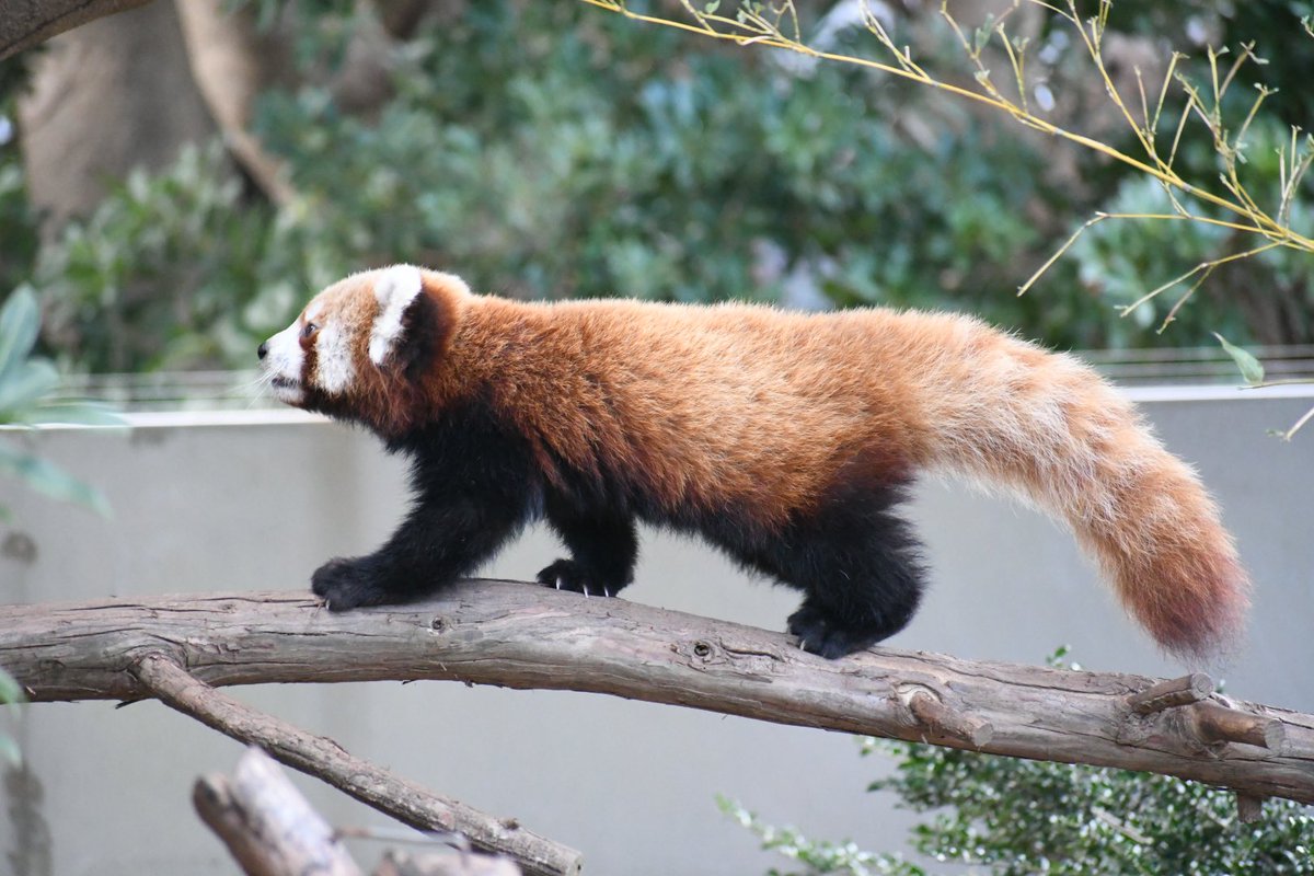 134 1 22 熱川バナナワニ園 ニシレッサーパンダ ここからは分園 なお分園にもワニはいる さて 一般的にレッサーパンダ というと中国系のシセンレッサーパンダだが ここでは日本で唯一ヒマラヤ系のニシレッサーパンダを飼育している シセンより気持ち