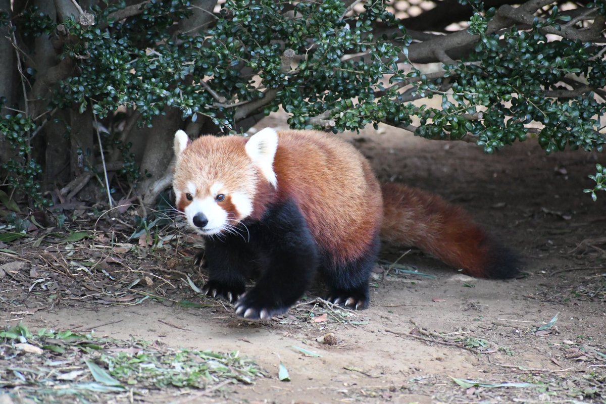 134 1 22 熱川バナナワニ園 ニシレッサーパンダ ここからは分園 なお分園にもワニはいる さて 一般的にレッサーパンダ というと中国系のシセンレッサーパンダだが ここでは日本で唯一ヒマラヤ系のニシレッサーパンダを飼育している シセンより気持ち