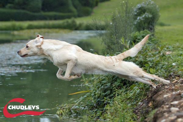 ChudleysDog's tweet photo. Leaping into the week with Chudleys Lamb Sensitive.
#Chudleys #WorkingDog #MondayMotivation #LfieStage #LambSensitve #Senior #Puppy #Labrador https://t.co/47aAyx8Hy5