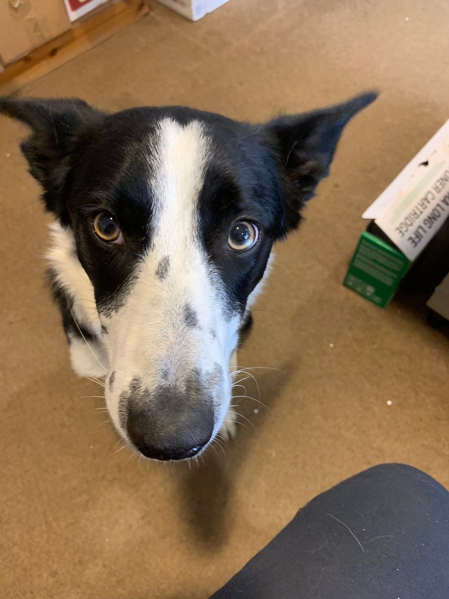 Give me the biscuit!