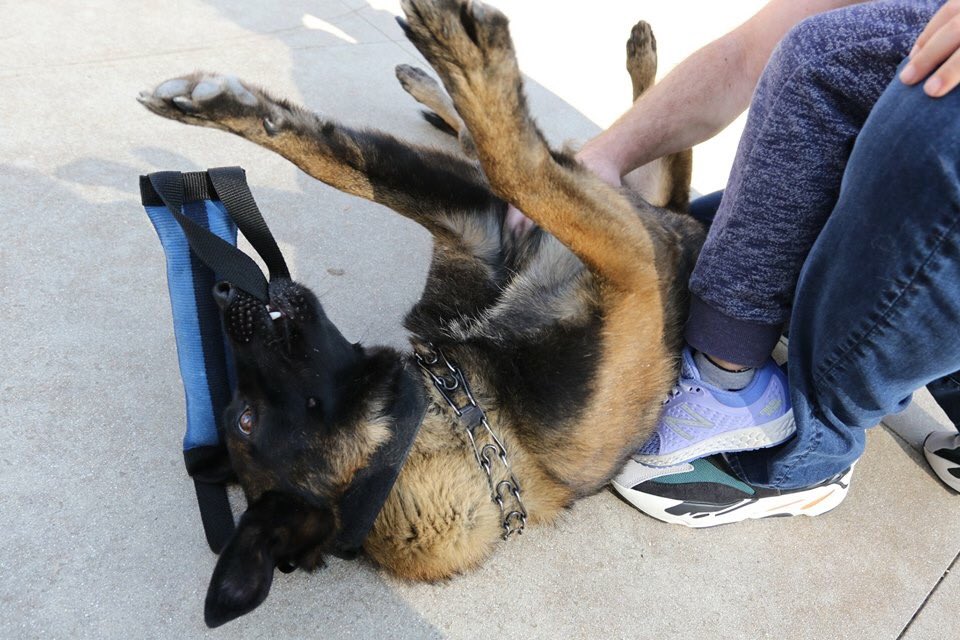 TheK9Fund's tweet photo. Everyday is #NationalFunAtWorkDay for #LAPDK9 Cash. Our K9s love their jobs! #LAPD #K9Fund #K9
https://t.co/yUV1Up4QlS
Photo Credit: John McGann https://t.co/vXk2HRMLgz