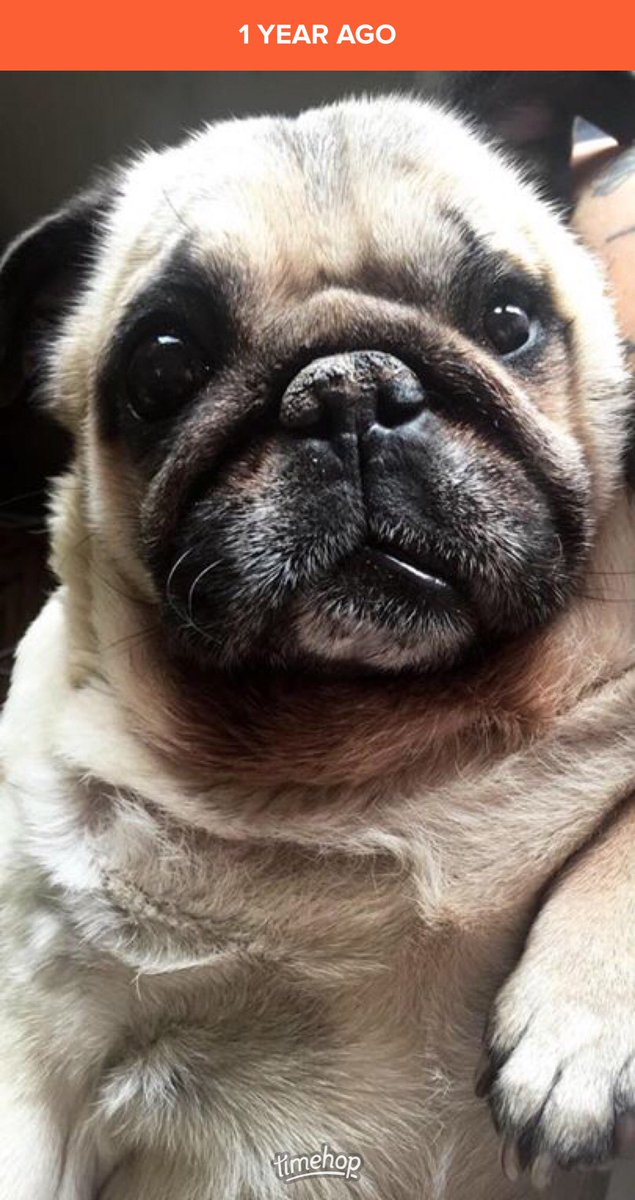 Chief Lady Bird 🦅 ᐅᑮᒪᑫᐧᐱᓀᐢ tweet media