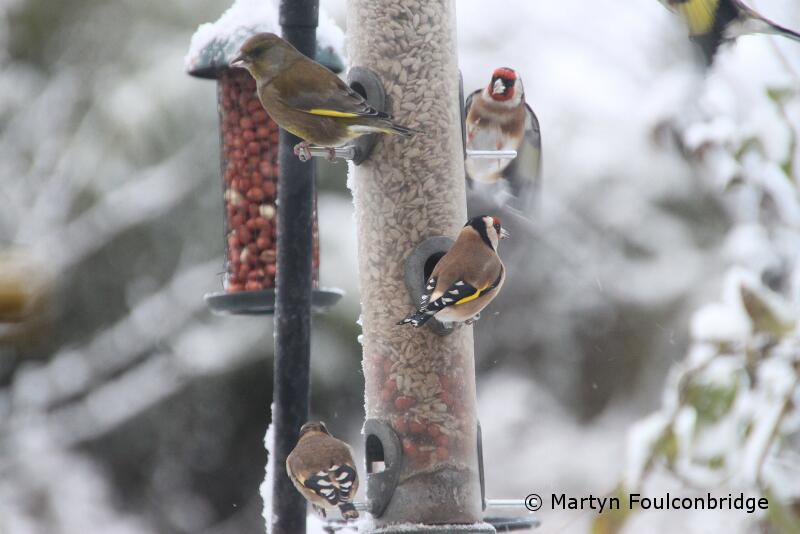 Chaffinches at a birdfeeder on a frozen day