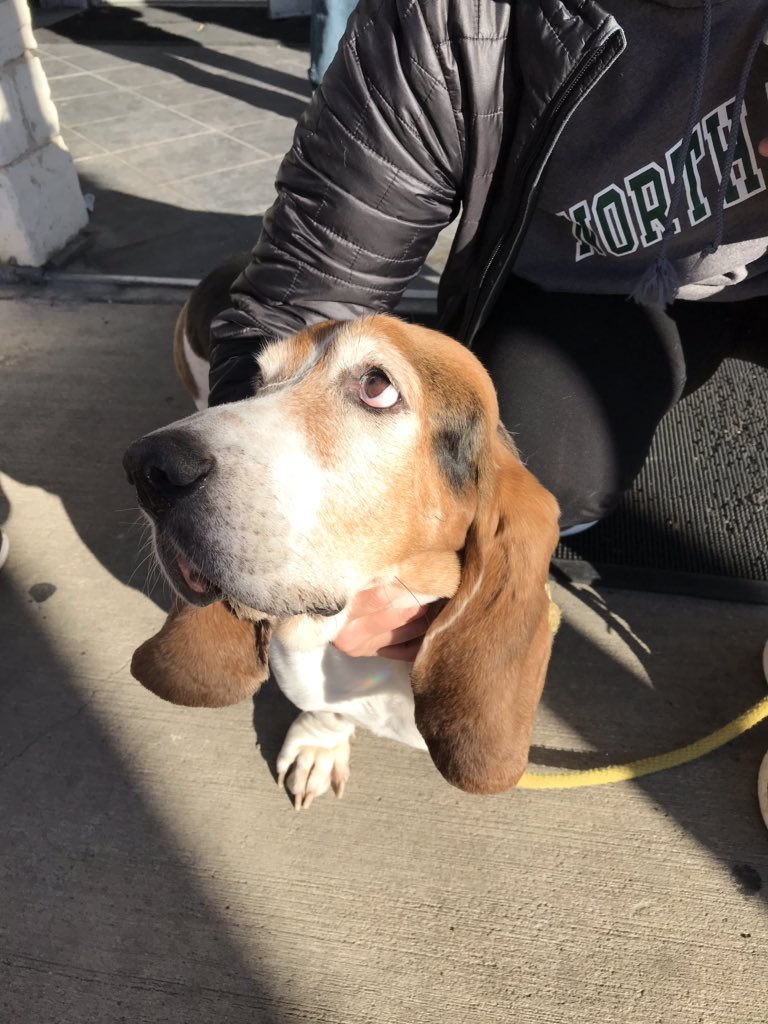 harrydiscovers's tweet photo. Love us some hound dog! @PaulEM53 met this guy while out for coffee at @WhiteRockCoffee #friendsofharry @AnneWard1967 @SalMayDiscovers #coffee #dogsofdallas https://t.co/5gtd6uCpEz