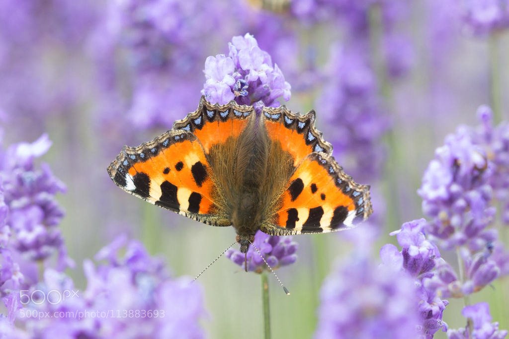 splash of colour (автор фото neals_pics) #aglais,beautiful,butterfly,flower,garden,lavender,nature,orange,purple,small,summer,tortoiseshell,urticae