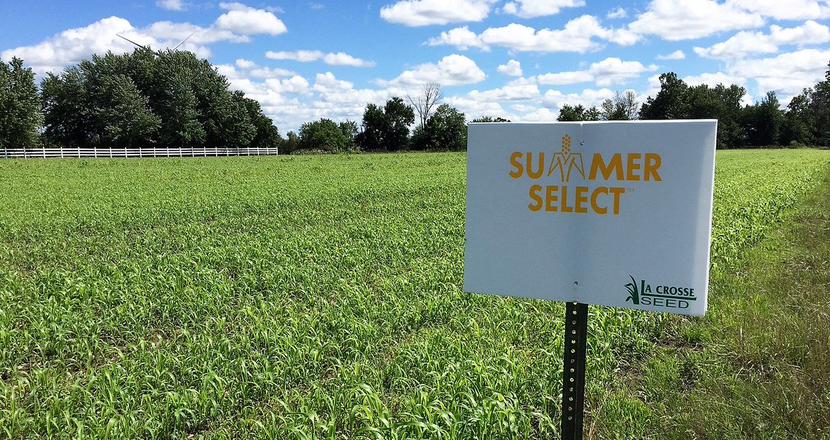 LaCrosseSeed's tweet photo. Summer will come...eventually. In the meantime, here's a picture of our #SummerSelect QuickDry #sorghum #sudangrass (second cut) to help get you excited for warmer weather. See all our #foragefirst #forage options here: https://t.co/fC1O3ipVCI https://t.co/UvIUI7pbkr
