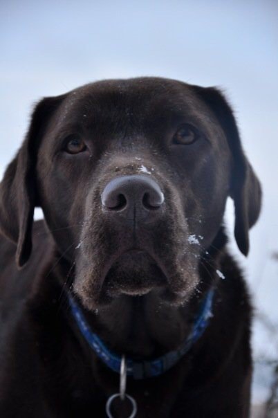 Westcountry_CM's tweet photo. We'd like to introduce you to the distinguished and very handsome WCM Dog...Chester. He's been part of the team here for many years. His favorite time of the day is definitely lunch time! #Officedogs #Labradors #Hardworkingdog https://t.co/X89fUqh38R