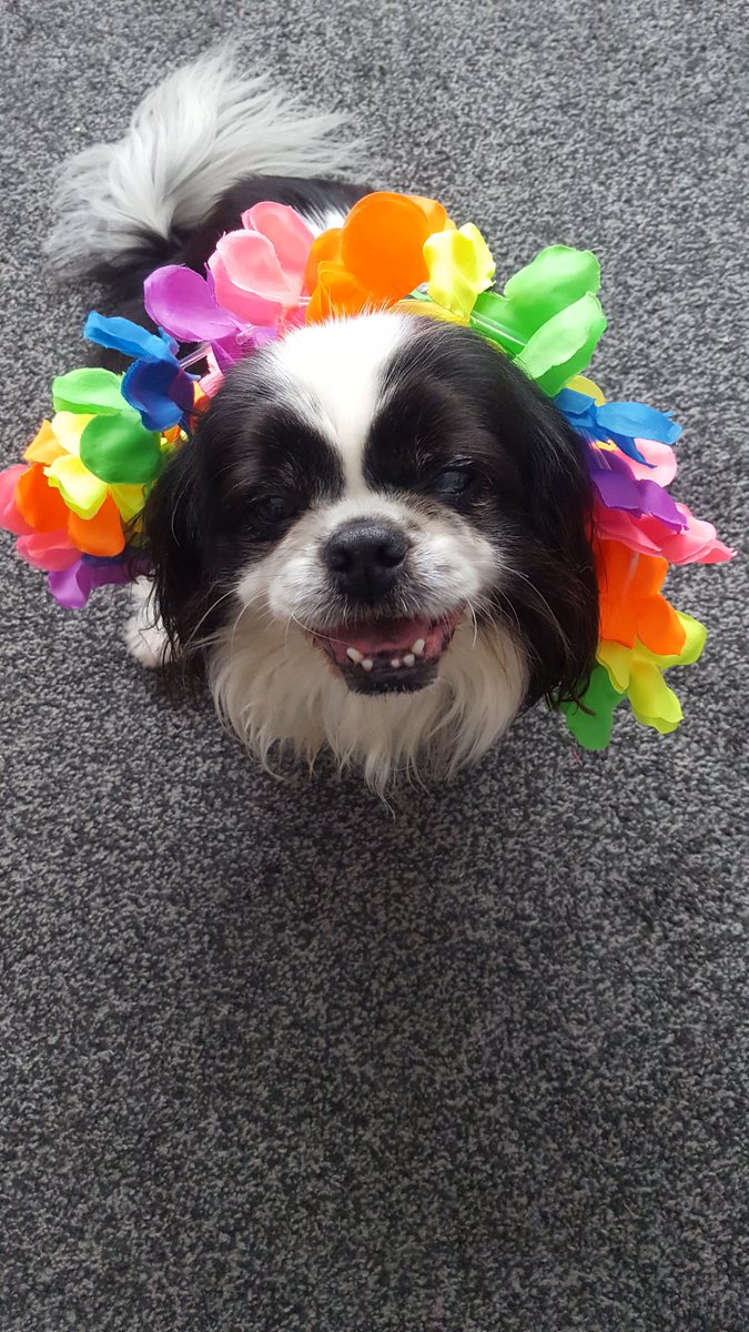 BeckysMuir's tweet photo. #dogsofmuir Gizmo https://t.co/pVmA3fB6qH