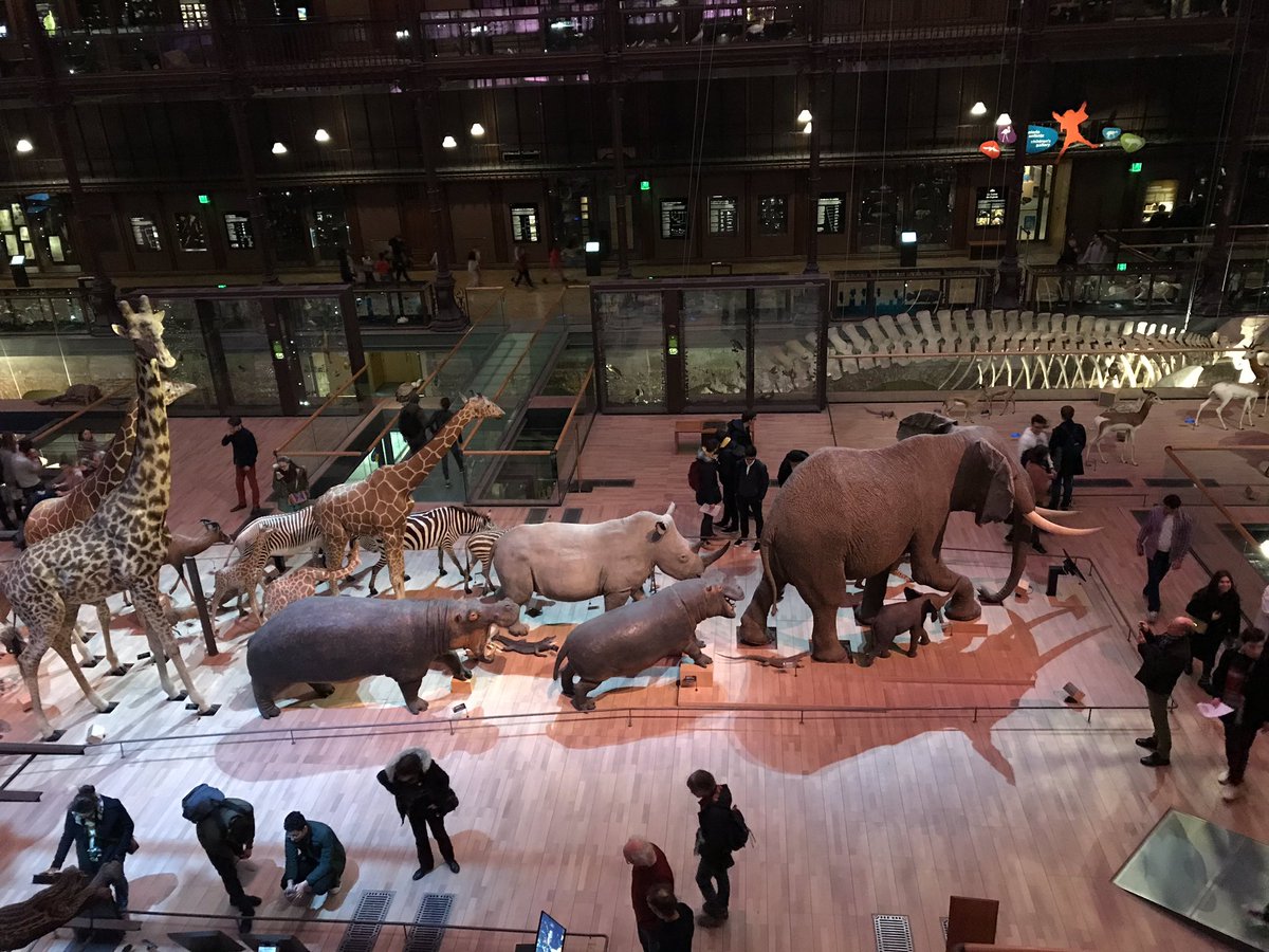 NLepouder's tweet photo. Grande Galerie de l’évolution, explique moi la biodiversité !
#sllpnd #parente #biodiversite #tweeteTsvt https://t.co/Pb51jYQB4W