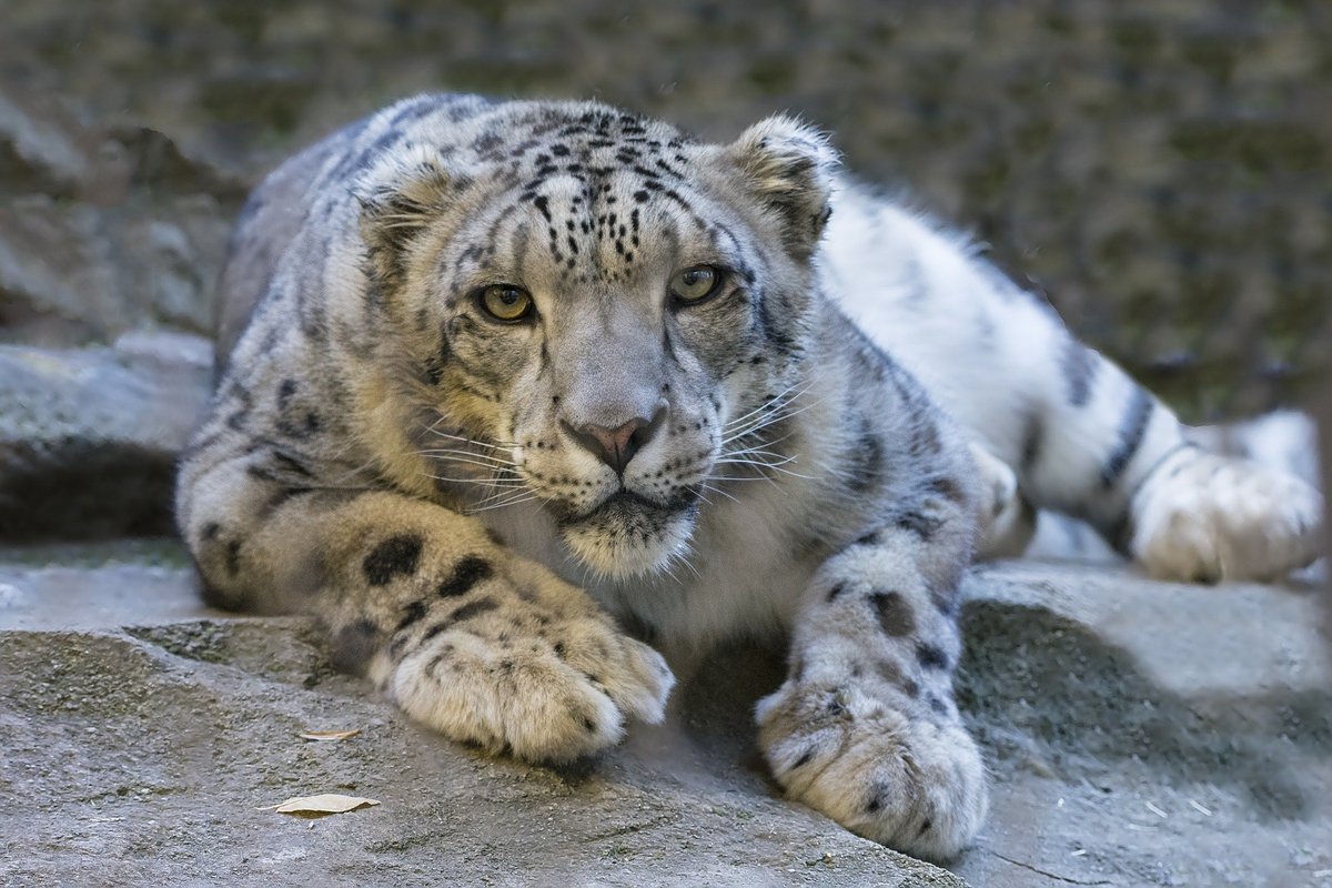 Snow Leopards are both intriguing and mysterious. Learn more about them and explore Nepal in the process! Find out more about this amazing Legends of the Wild tour: 

seethewild.org/snow-leopard-c…

#snowleopard #trek #nepaltour #tournepal #legendsofthewild
