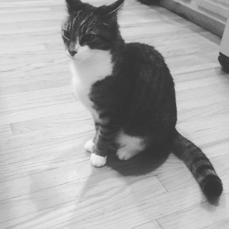 SmileHaver's tweet photo. ^__^ Kitty https://t.co/eykzbDFQkZ